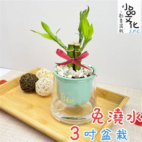 開運竹澆水|「開運竹怎麼澆水？室內植栽專家分享澆水重要性指南」